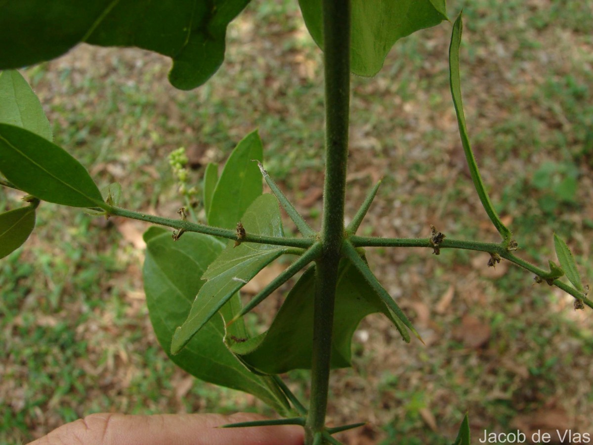 Azima tetracantha Lam.